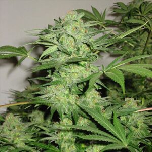 thumbnail Northern Light Special Seeds
