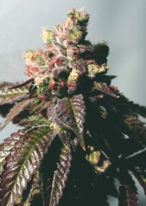 thumbnail Passion Berry (Gold Collection) Feminized Seeds