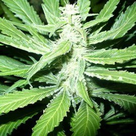 thumbnail PPP (Pure Power Plant) Feminized Seeds
