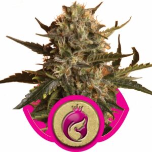 thumbnail MOTHER GORILLA (FORMERLY ROYAL MADRE) Feminized Seeds