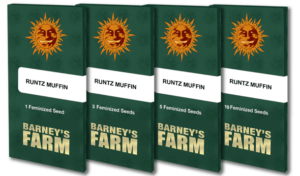thumbnail Runtz Muffin Feminized Seeds
