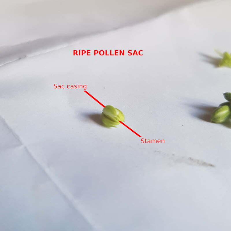Pollen sac ready to open
