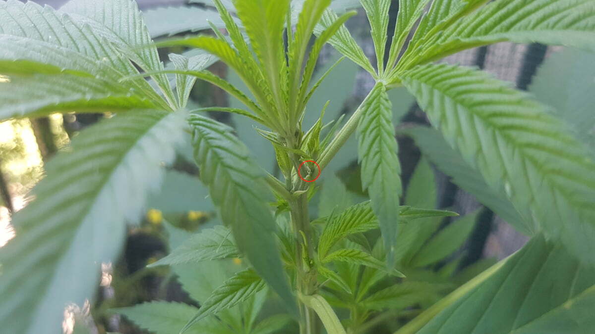 first pistils forming