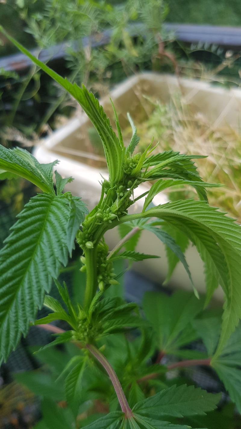 male cannabis plant mid-flowering stage