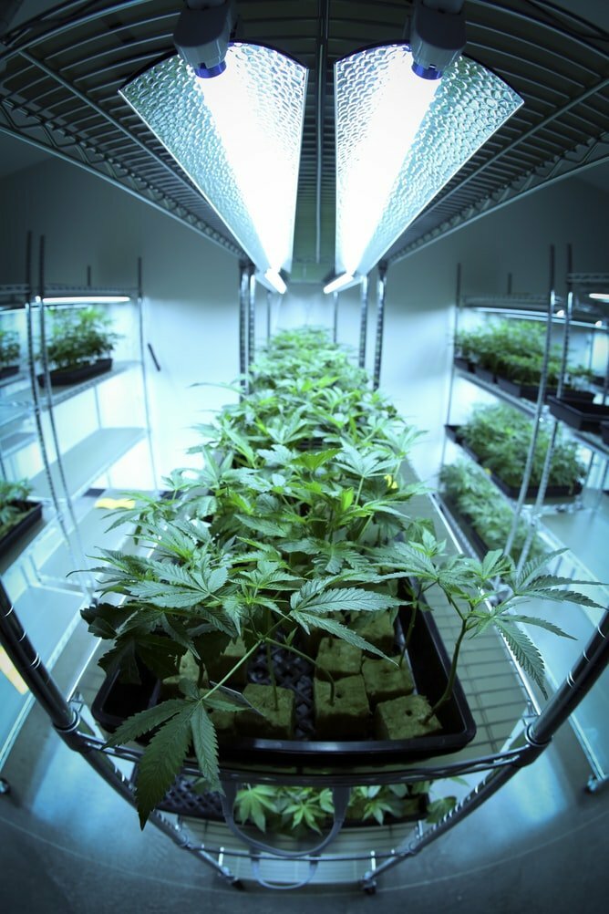 Best cannabis strains for a closet grow