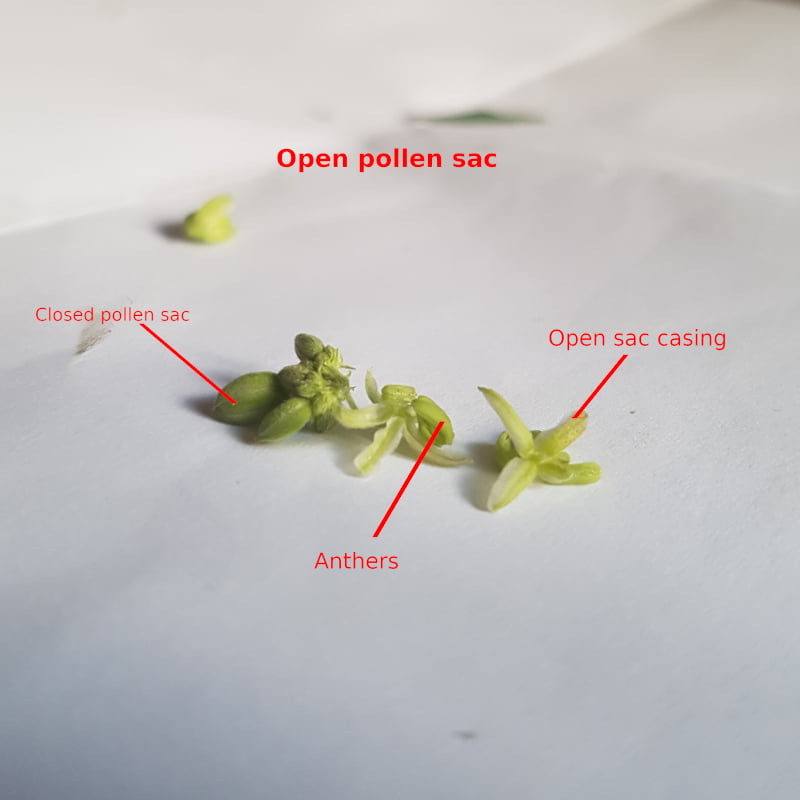 Open pollen sac, stamens visible
