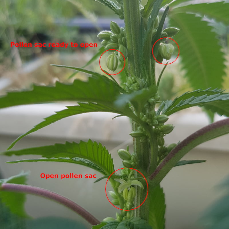 Cannabis pollen sac - 2 ready to open, one already open
