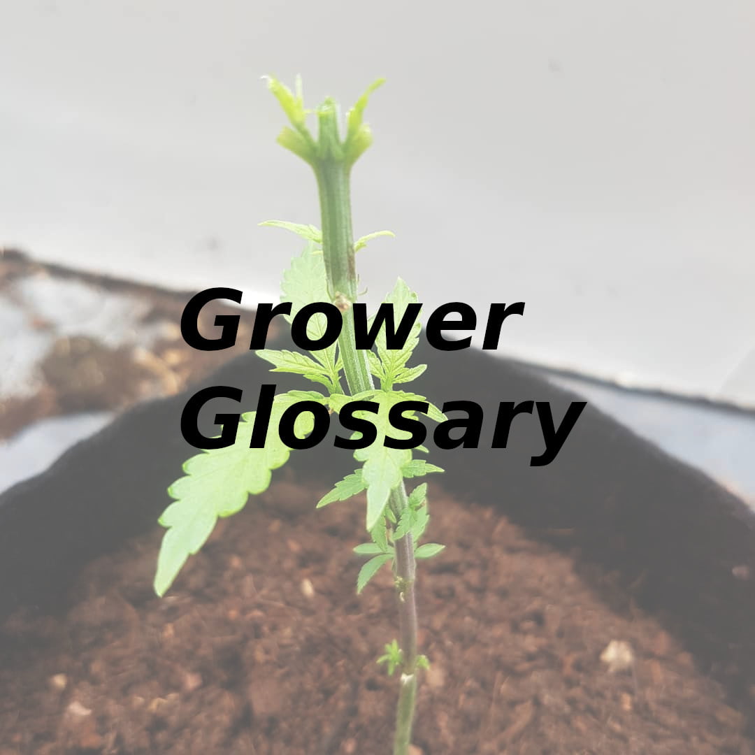 Indoor Growing Glossary – Find your answer in our Grower Dictionary