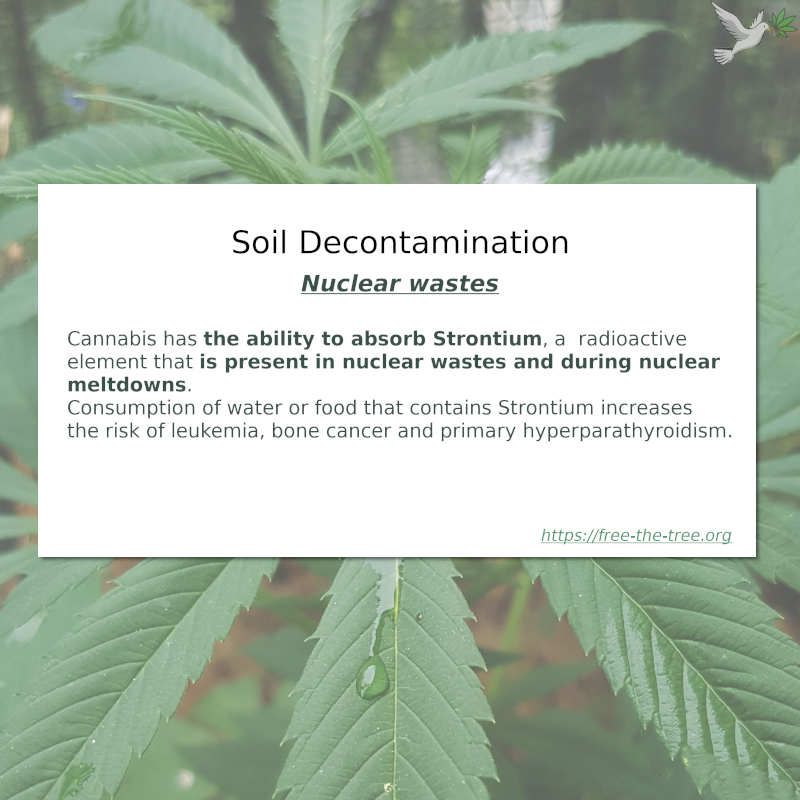 Cannabis plants used for nuclear decontamination