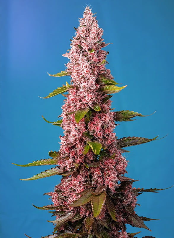 thumbnail Red Hot Cookies Feminized Seeds