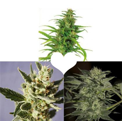 thumbnail Valentines Cannabis Collection Autoflowering Seeds