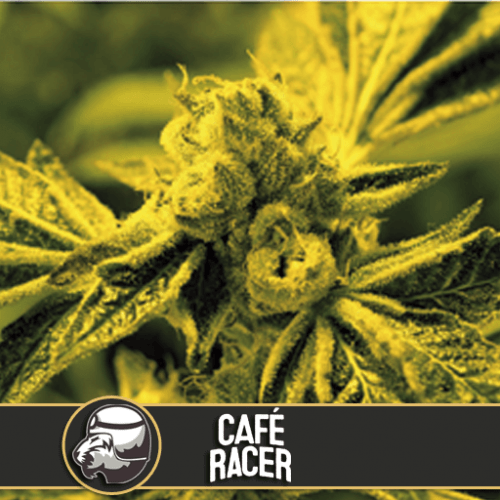 thumbnail Café Racer Feminized Seeds