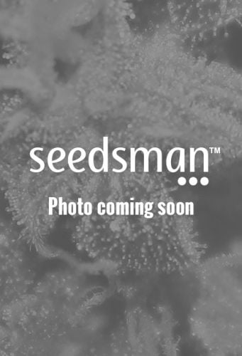 thumbnail Daybreaker Seeds