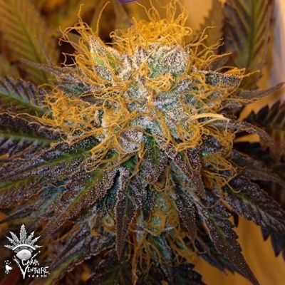thumbnail Flaming Cookies Feminized Seeds