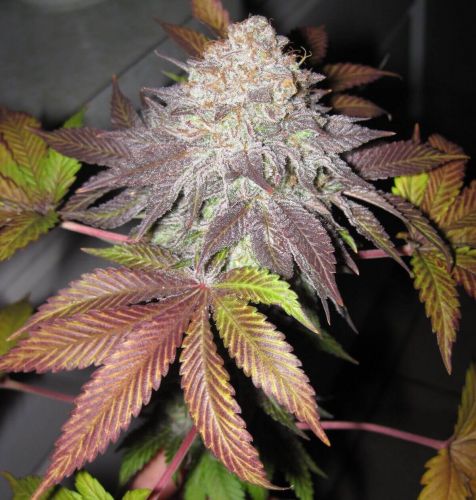 thumbnail Fruit Cup (Gold Collection) Feminized Seeds