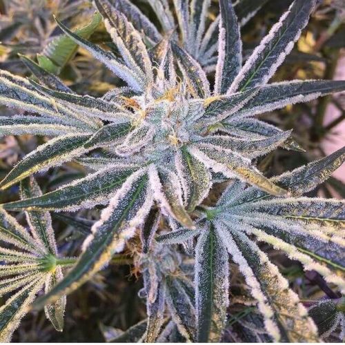 thumbnail Fruit Tree (Gold Collection) Feminized Seeds