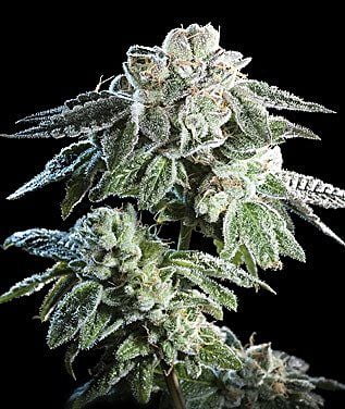 thumbnail Girl Scout Cookie Feminized Seeds