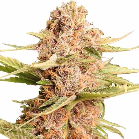 thumbnail Girl Scout Cookies Extreme Feminized Seeds
