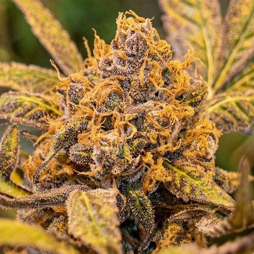 thumbnail High Voltage FAST Feminized Seeds