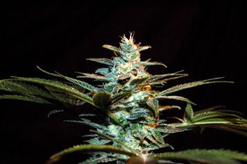 thumbnail NYC Diesel (formerly Ice Cool) Feminized Seeds