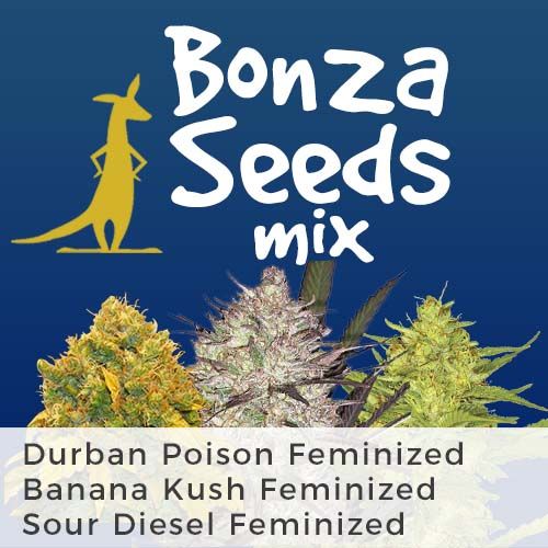 thumbnail Bonza Mix Seeds