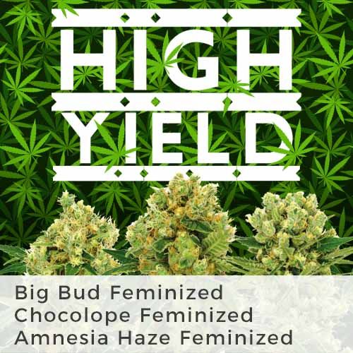 thumbnail High Yield Mix Seeds