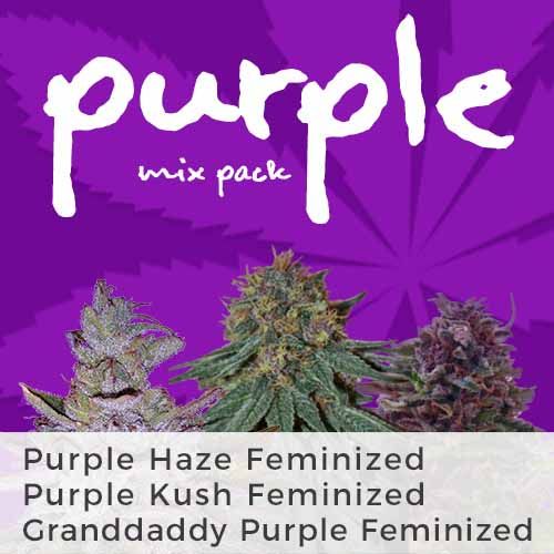 thumbnail Purple Weed Mix Seeds