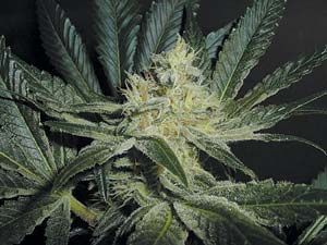 thumbnail Mendocino Madness Seeds