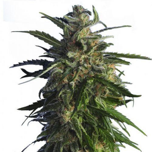 thumbnail Old Early Skunk Feminized Seeds