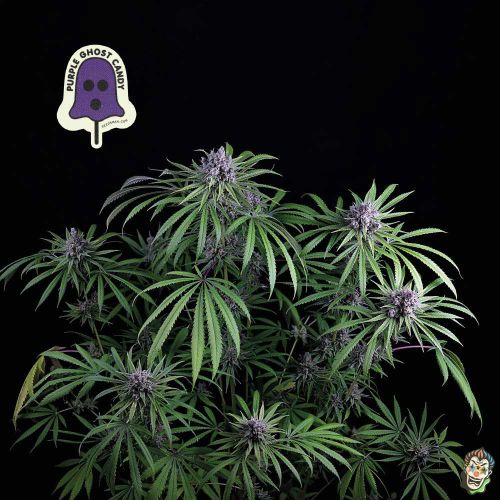 thumbnail Purple Ghost Candy Feminized Seeds