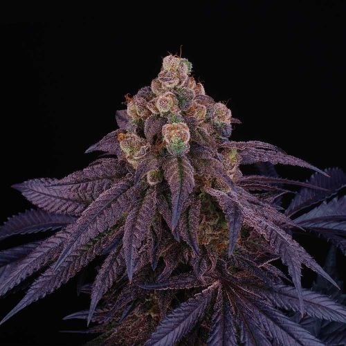thumbnail Red Red Wine Feminized Seeds