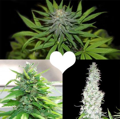 thumbnail Valentines Cannabis Collection Seeds