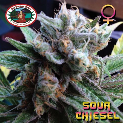 thumbnail Sour Chiesel Feminized Seeds