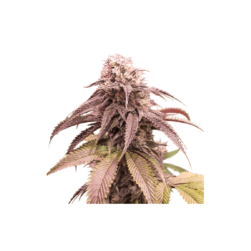 thumbnail Strawberry Cookies FAST Feminized Seeds