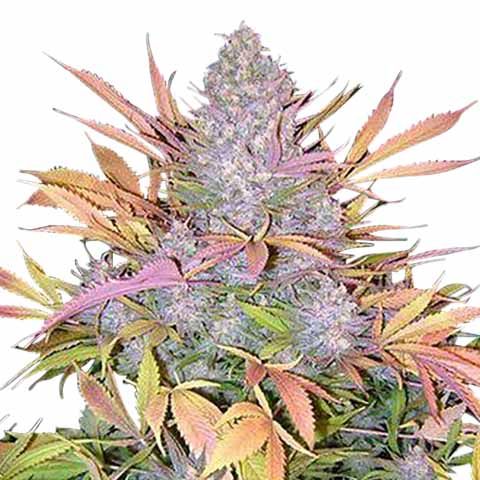 thumbnail Strawberry Cough Feminized Seeds