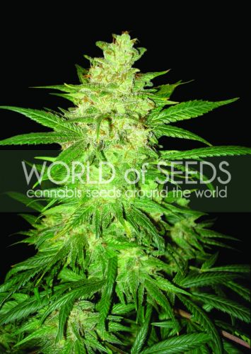 thumbnail Colombian Gold Ryder (former Sweet Coffee Ryder) Autoflowering Seeds