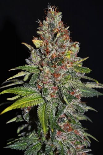 thumbnail Tropical Punch Feminized Seeds