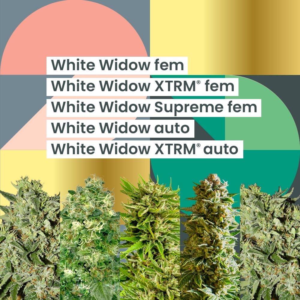 thumbnail AMS White Widow 25th Anniversary combo Seeds