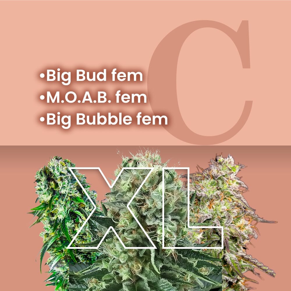 thumbnail Big Buds Combo XL Feminized Seeds