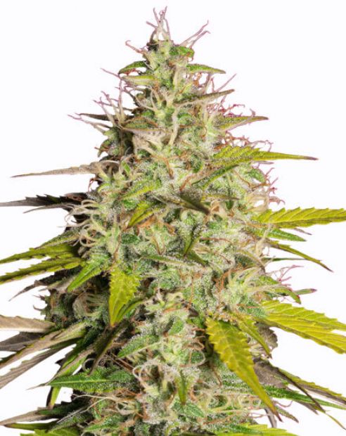 thumbnail Girl Scout Cookies Fast Flowering Feminized Seeds