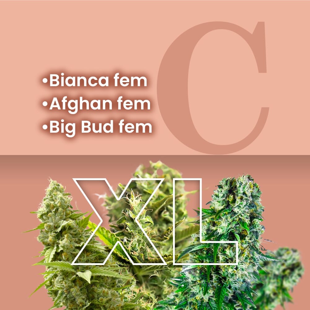 thumbnail Indica Combo XL Feminized Seeds