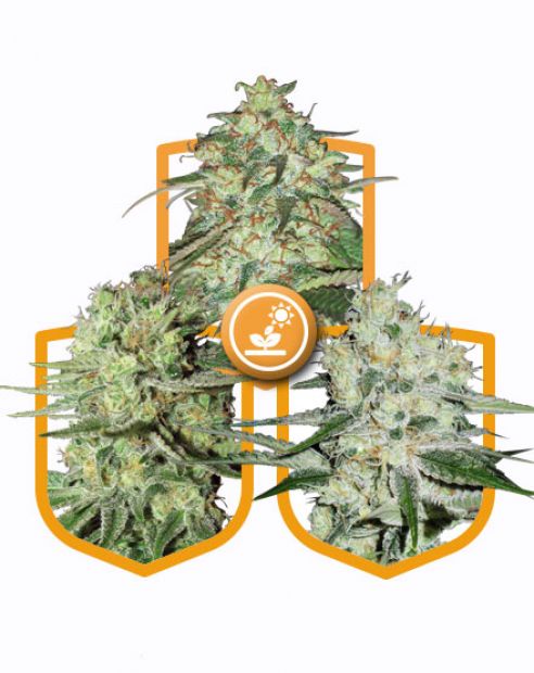 thumbnail Outdoor Growing Pack Seeds