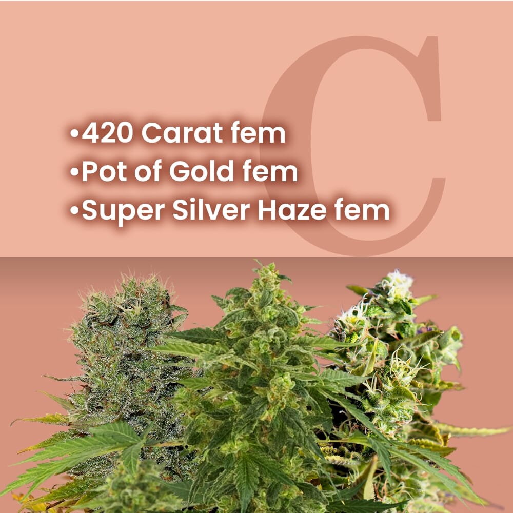 thumbnail Silver&Gold Combo Feminized Seeds