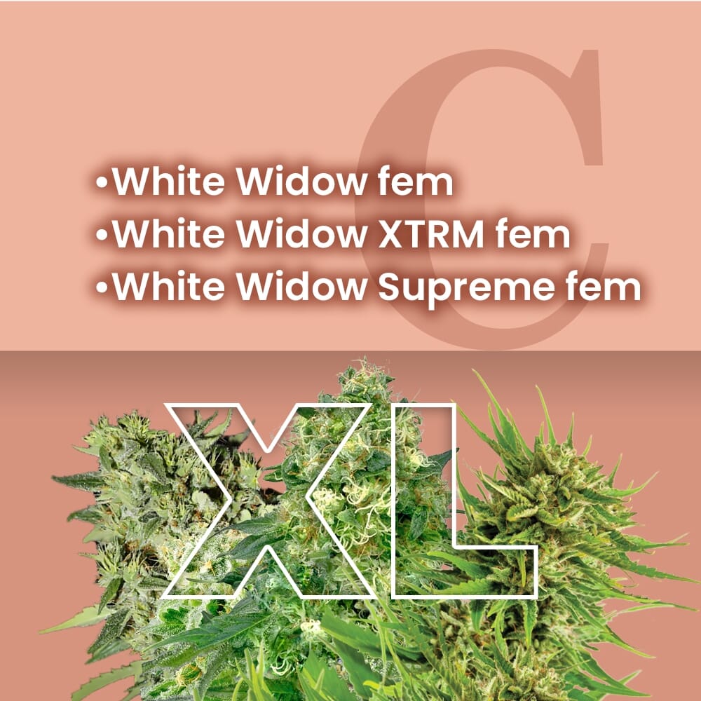 thumbnail White Widow Combo XL Feminized Seeds